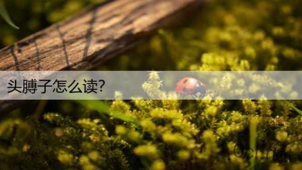 头膊子怎么读？